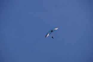 爱游戏体育app-全国青少年水上滑翔锦标赛天津盛大开幕，水上滑翔机价格